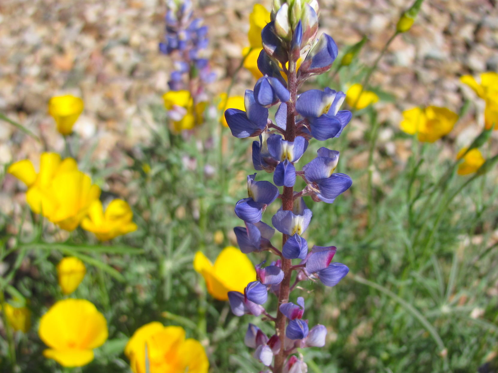 Lupines and poppies